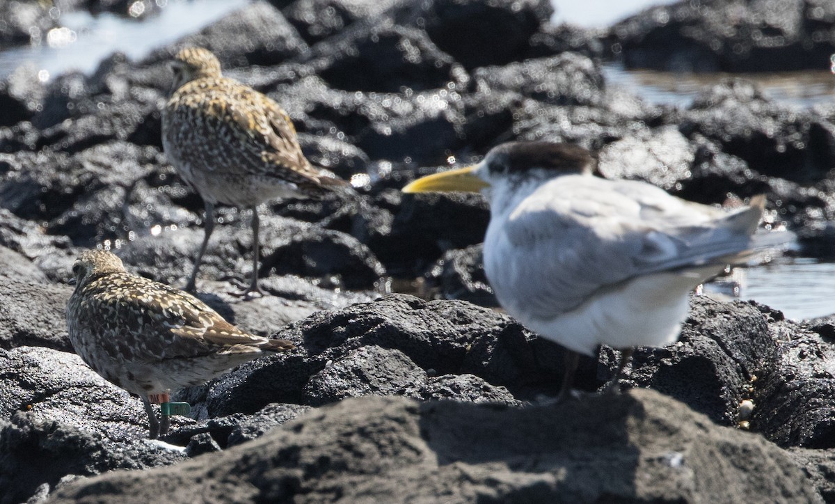 Pacific Golden-Plover - ML624019823