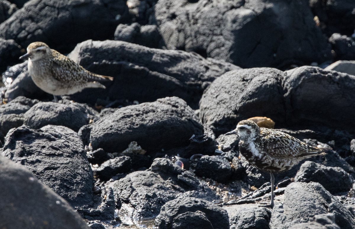 Pacific Golden-Plover - ML624019824