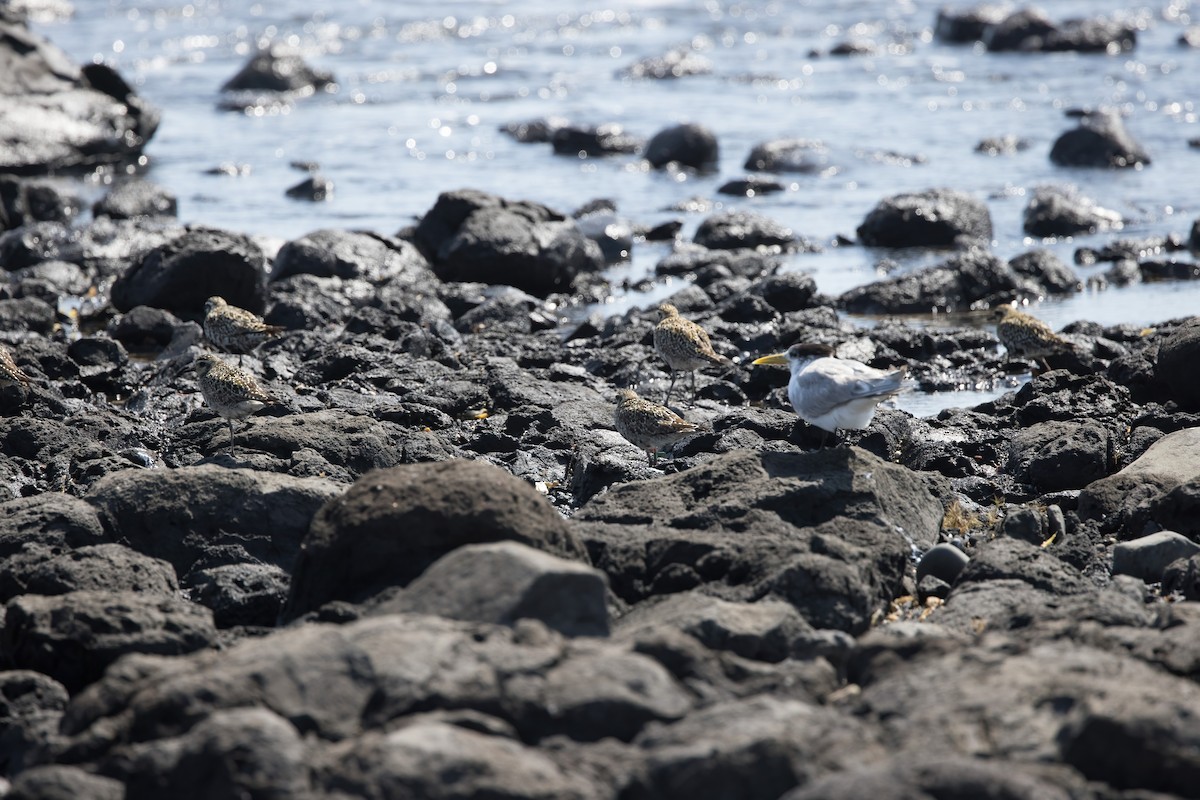 Pacific Golden-Plover - ML624019825