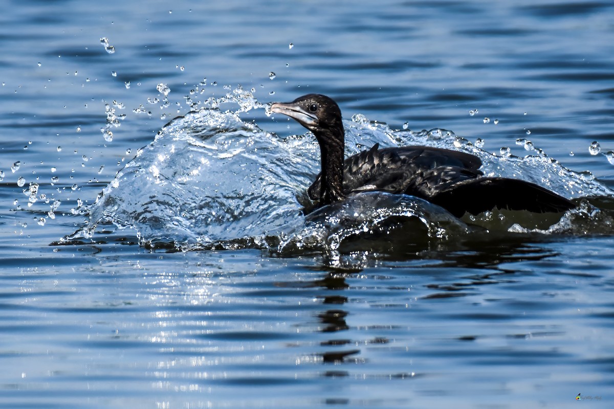 Little Cormorant - ML624019826