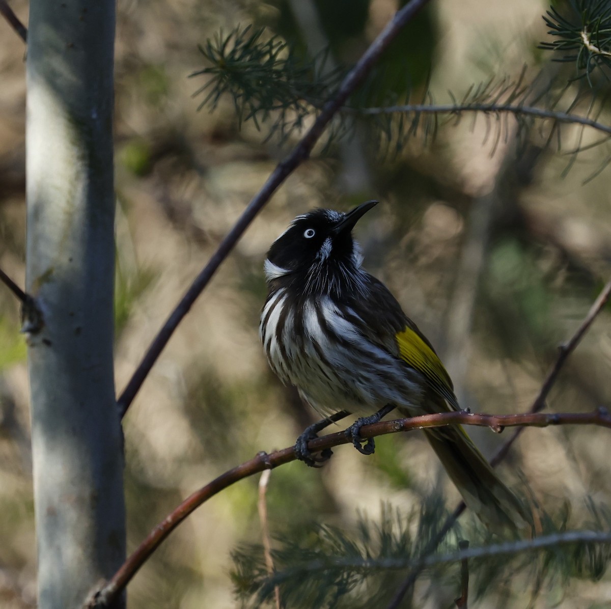 New Holland Honeyeater - ML624019828