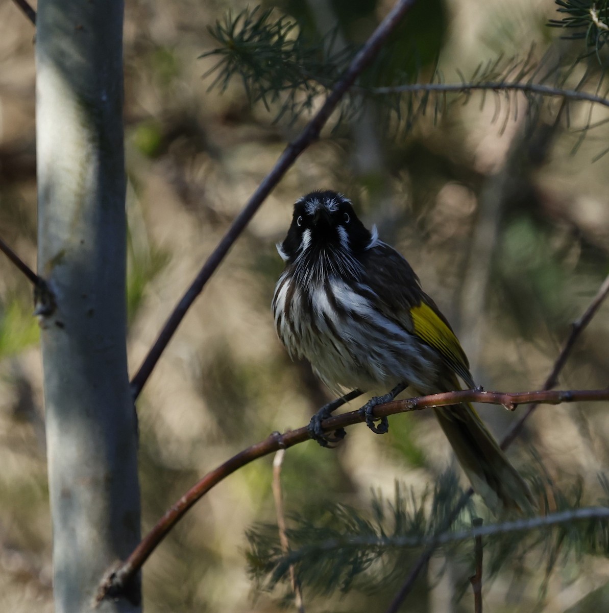 New Holland Honeyeater - ML624019829