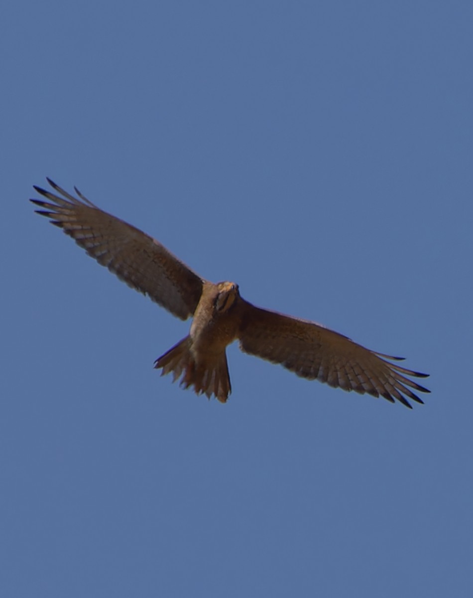 White-eyed Buzzard - ML624019831