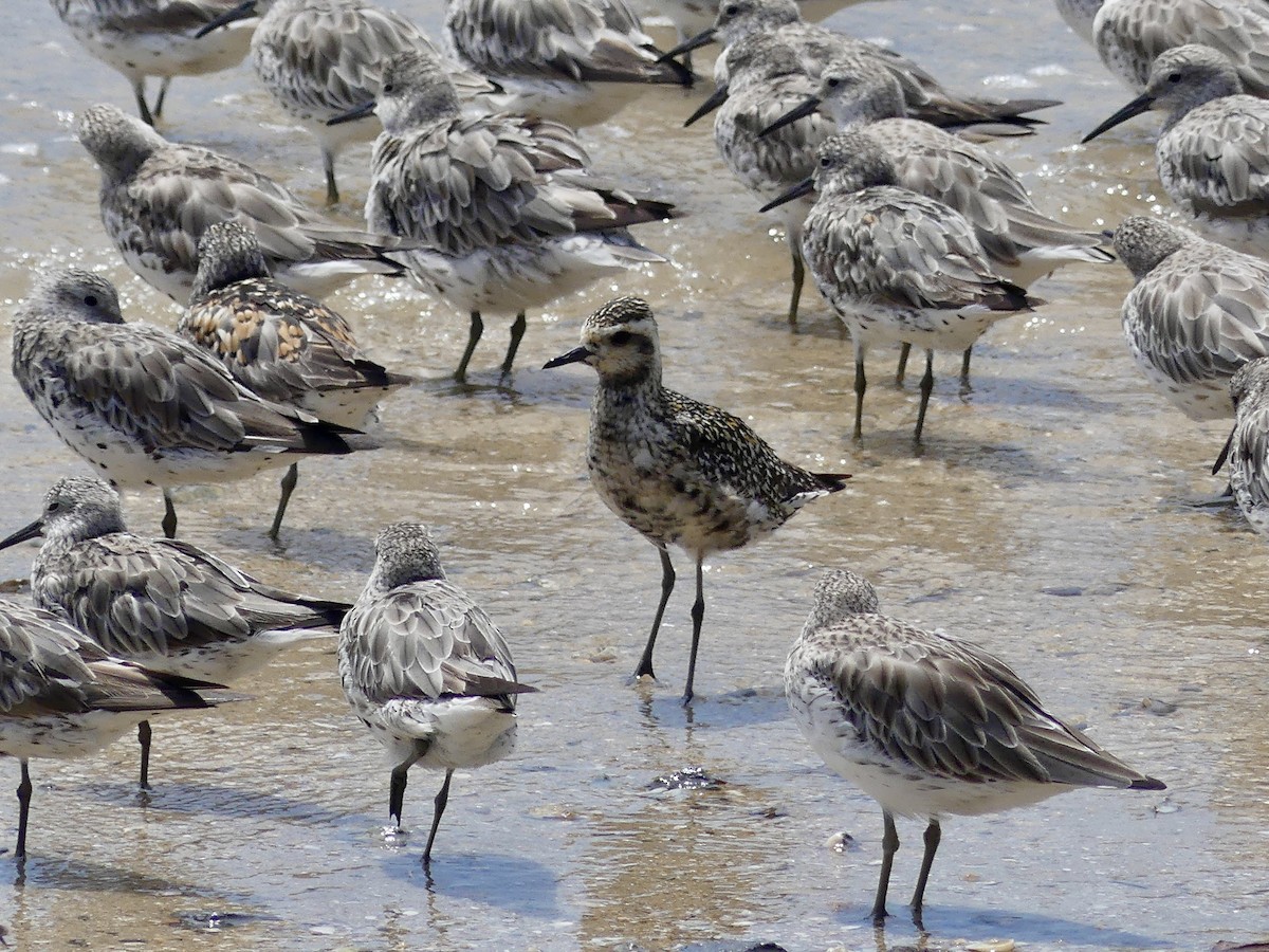 Pacific Golden-Plover - ML624019846