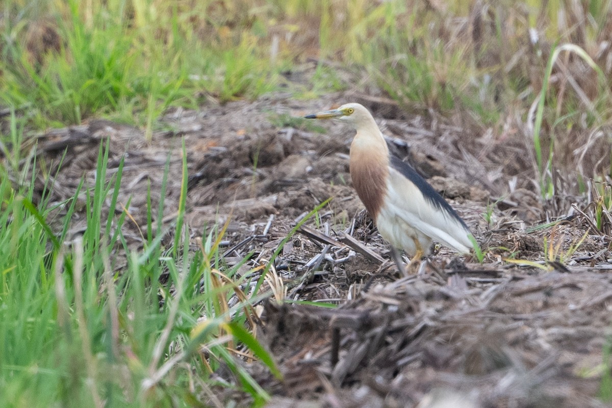 Javan Pond-Heron - Daniel Field