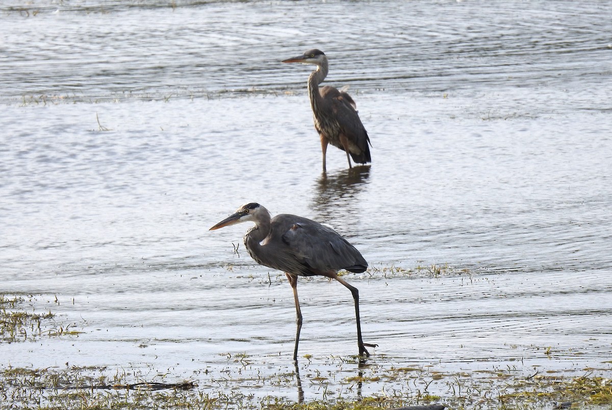 Great Blue Heron - Steve Mierzykowski