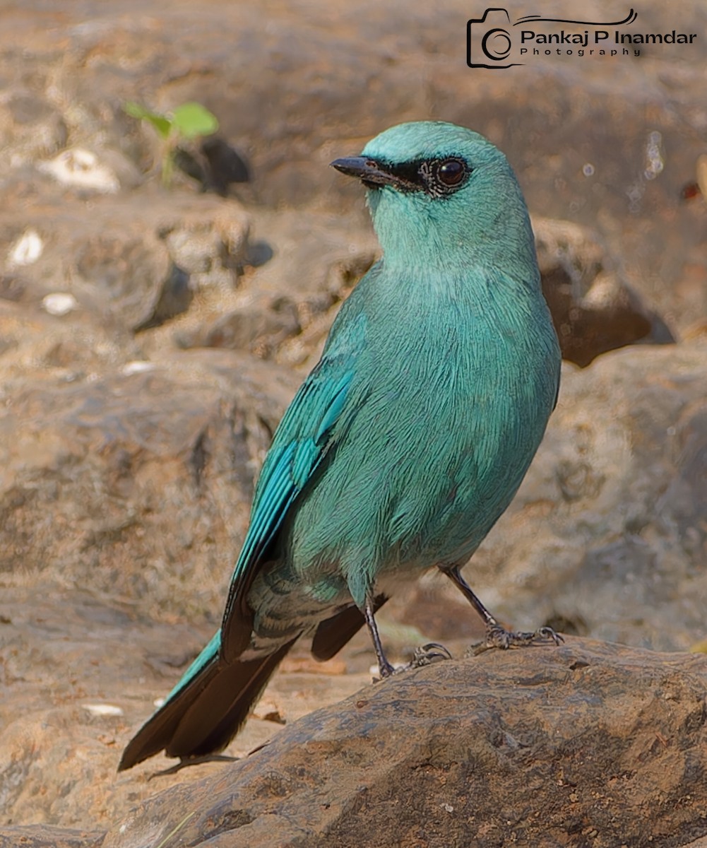 Verditer Flycatcher - ML624019853