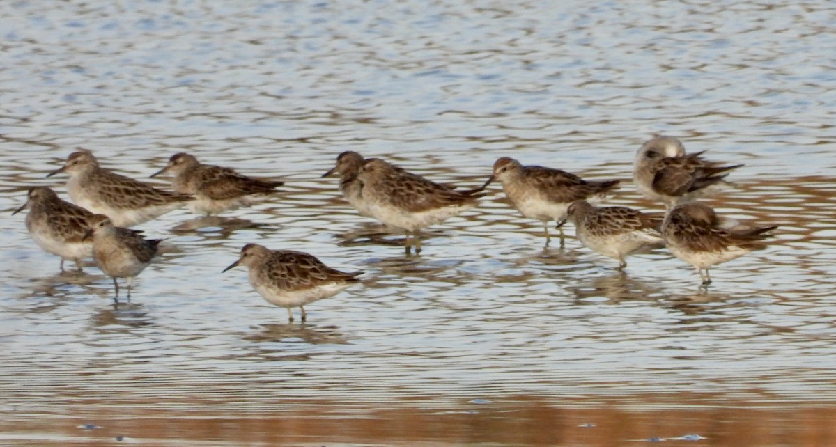 Correlimos Acuminado - ML624019872