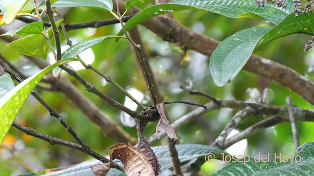 White-crowned Manakin - ML624019879