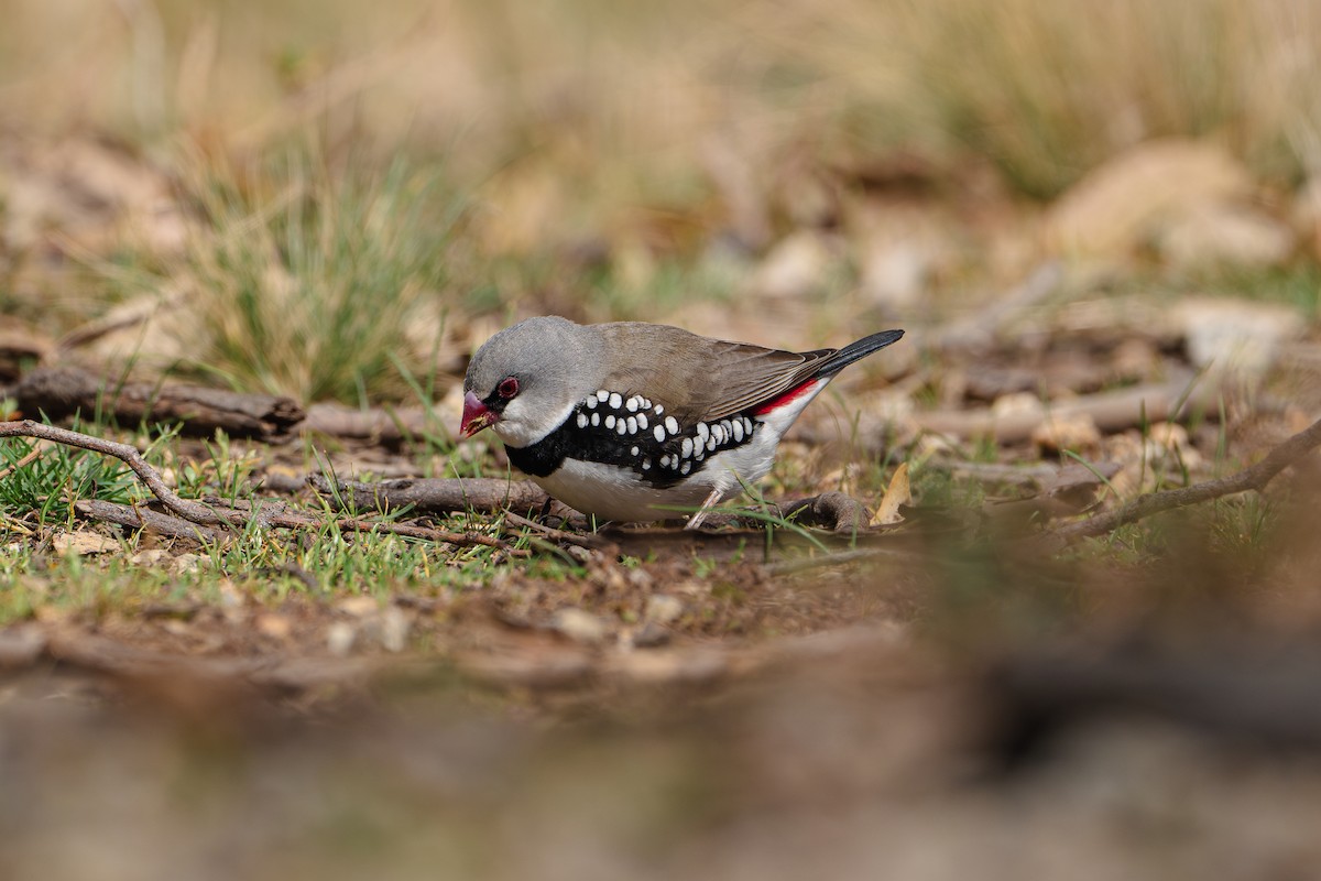 Diamond Firetail - ML624019890