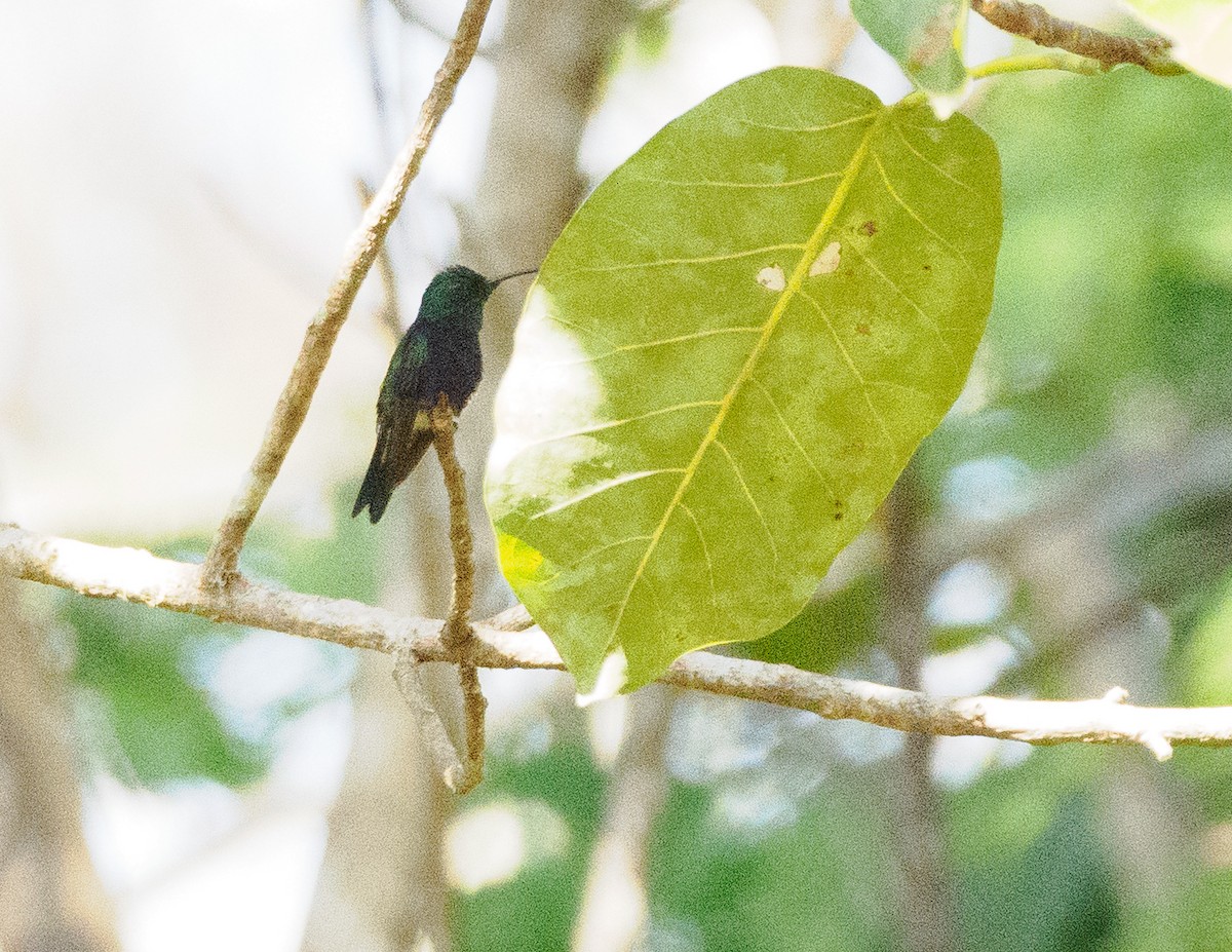 Fork-tailed Woodnymph - ML624019894