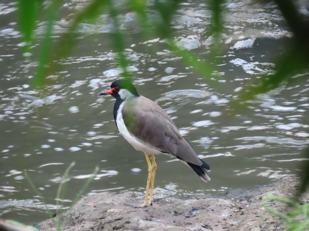 Red-wattled Lapwing - ML624019898