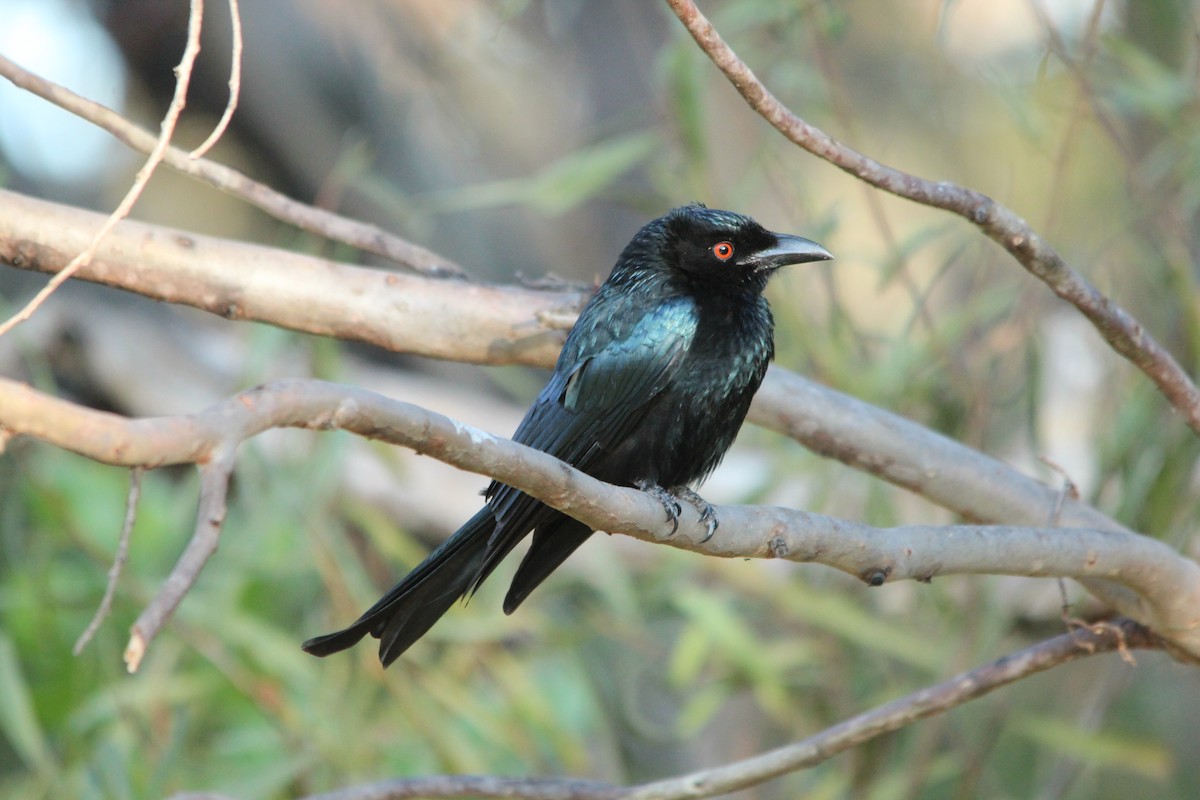 Spangled Drongo - ML624019919