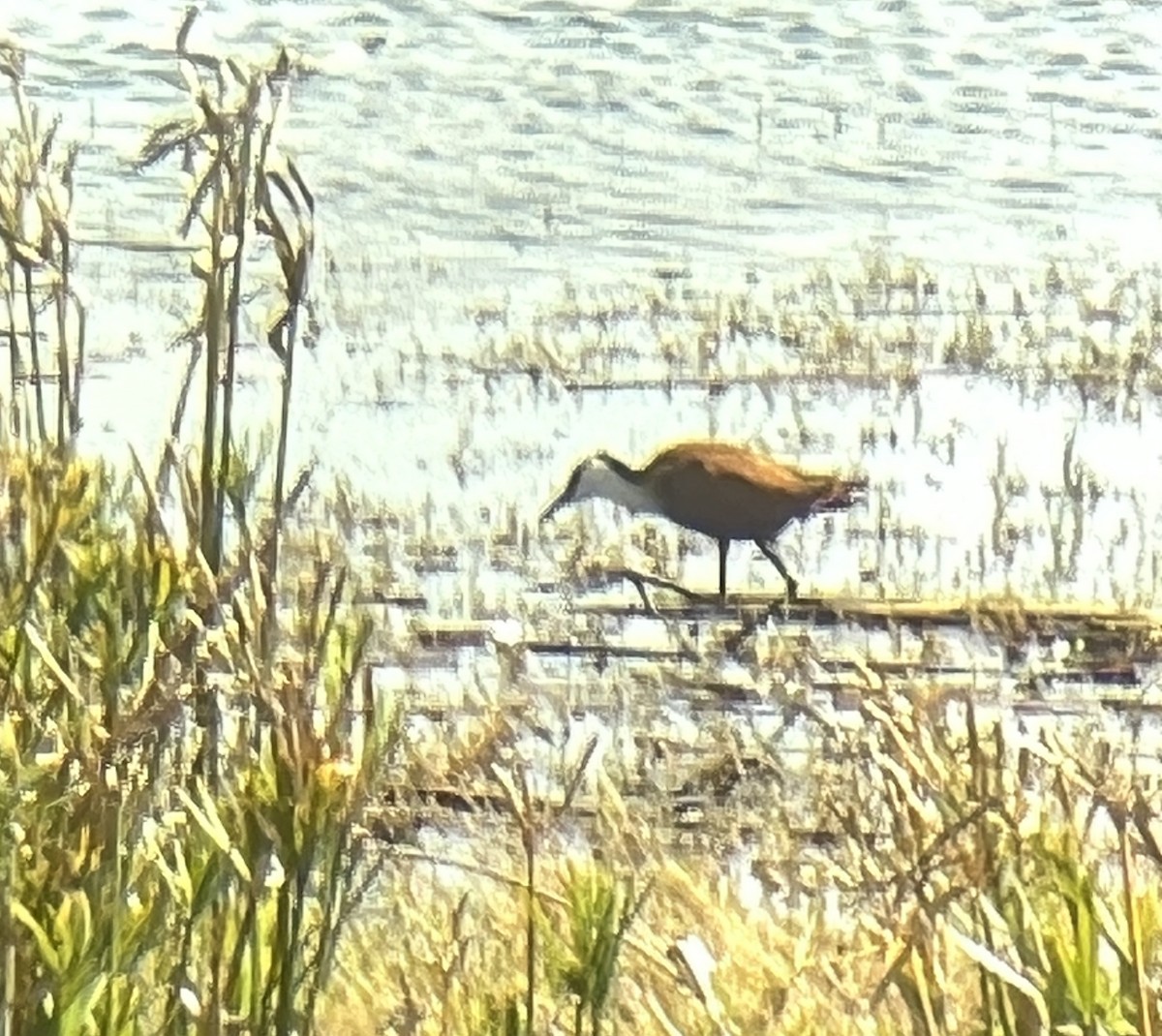 African Jacana - ML624019939