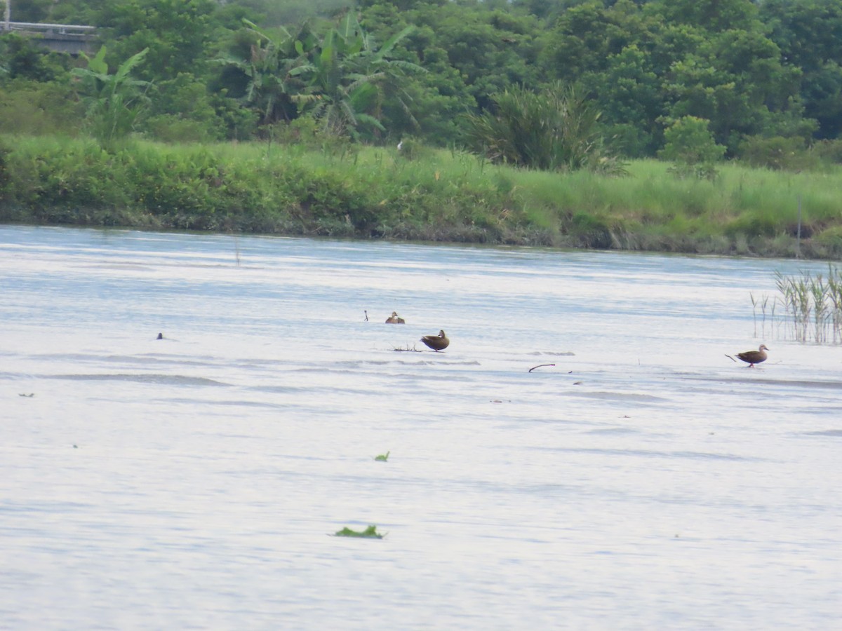 Eastern Spot-billed Duck - ML624019948