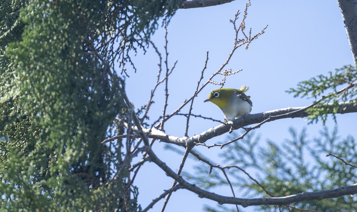 Swinhoe's White-eye - ML624019982