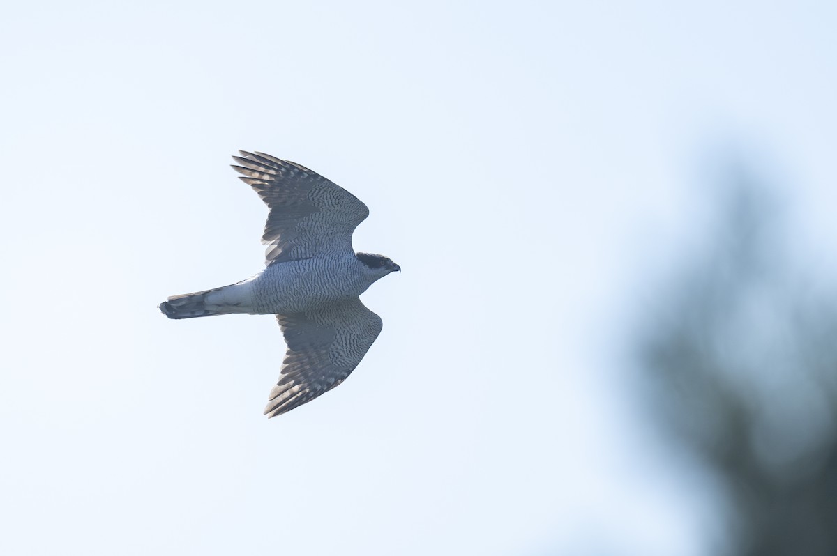 Eurasian Goshawk - Dong Yan