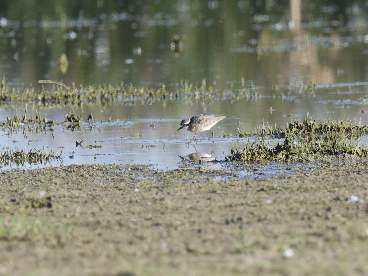 Kittlitz's Plover - ML624019993