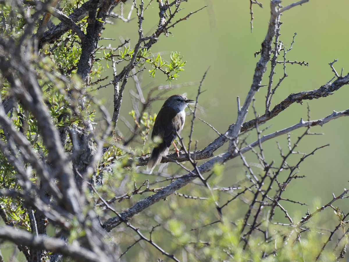 Namaqua Warbler - ML624020006