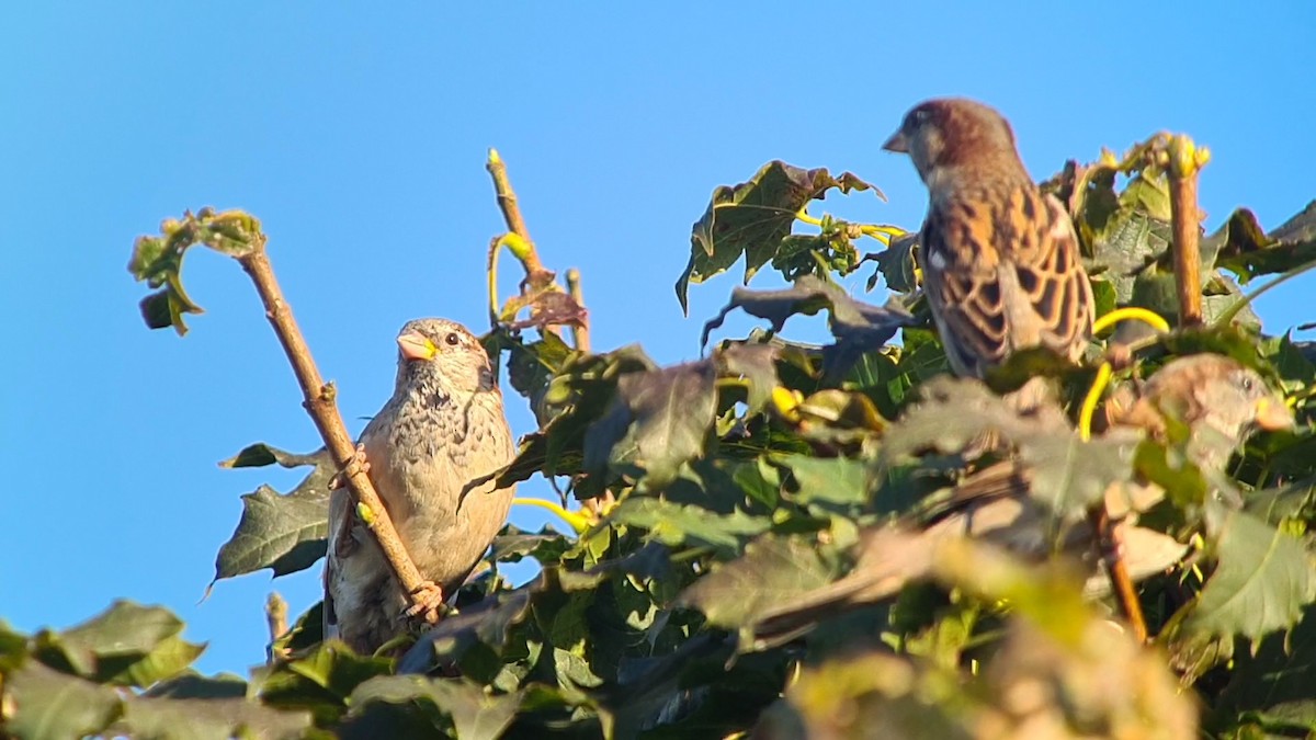 House Sparrow - ML624020016