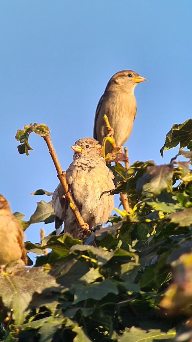 House Sparrow - ML624020017