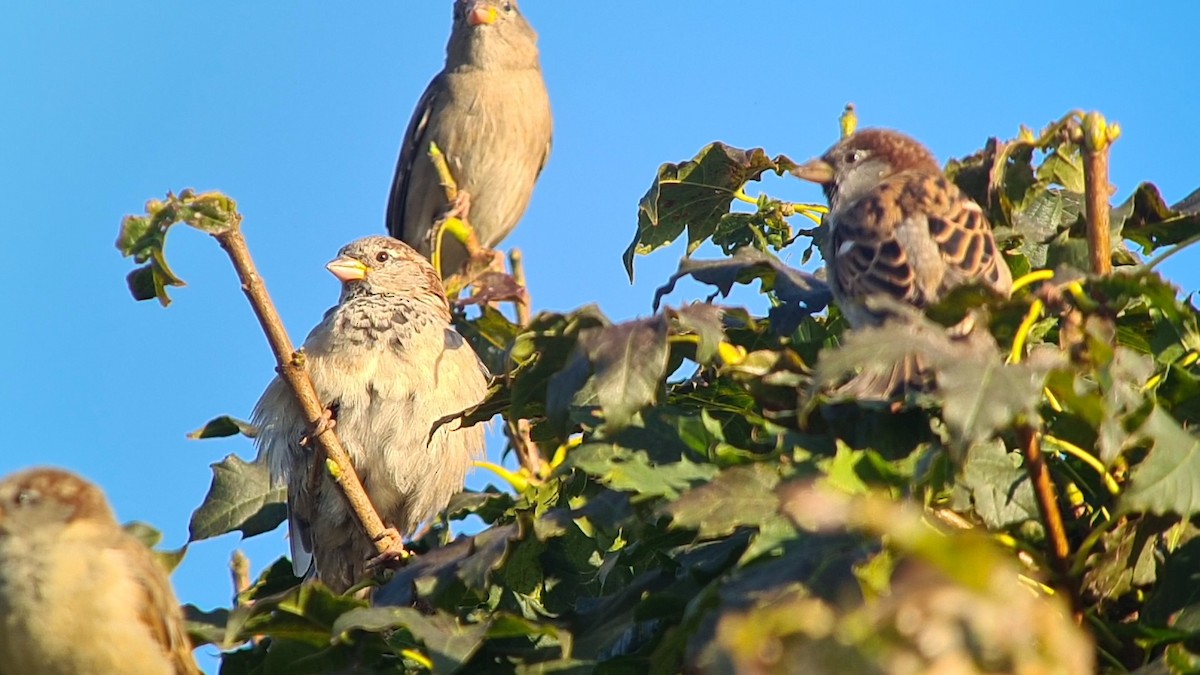 House Sparrow - ML624020021