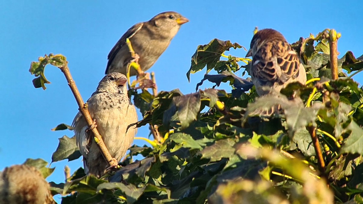 House Sparrow - ML624020022