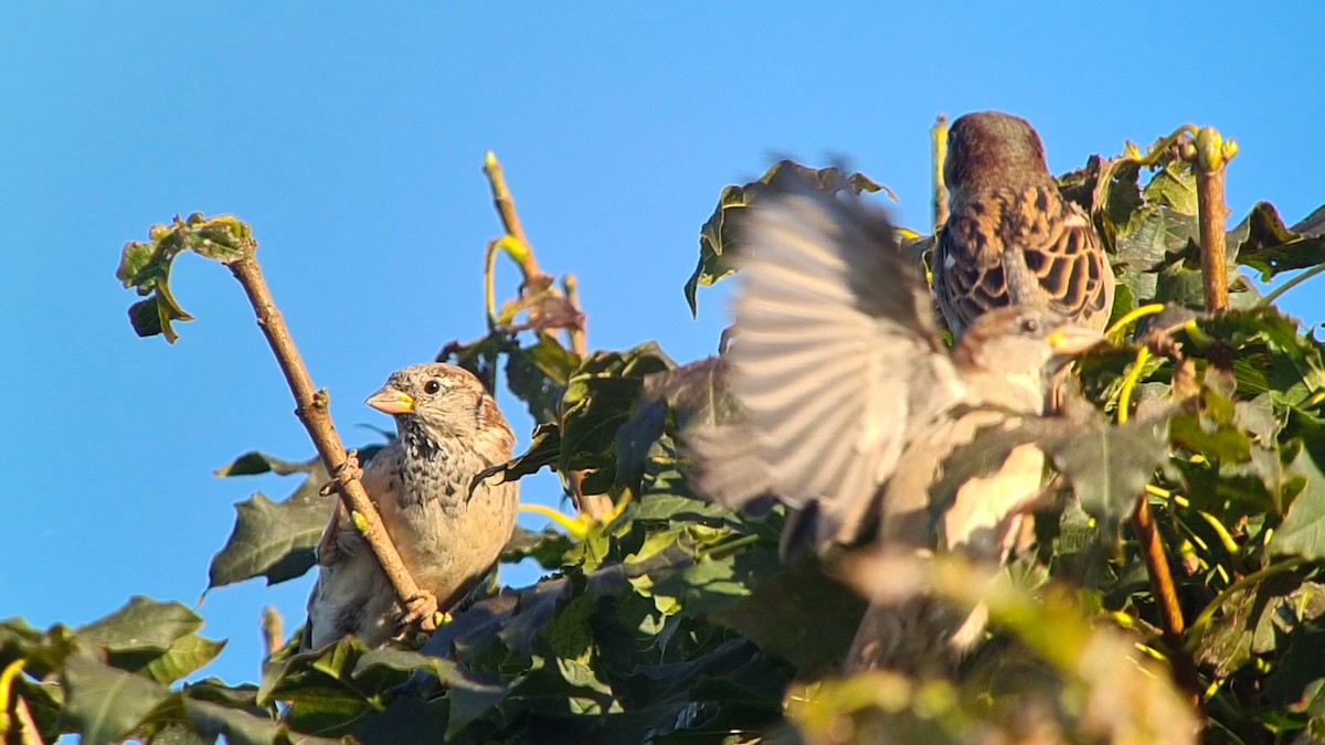 House Sparrow - ML624020023