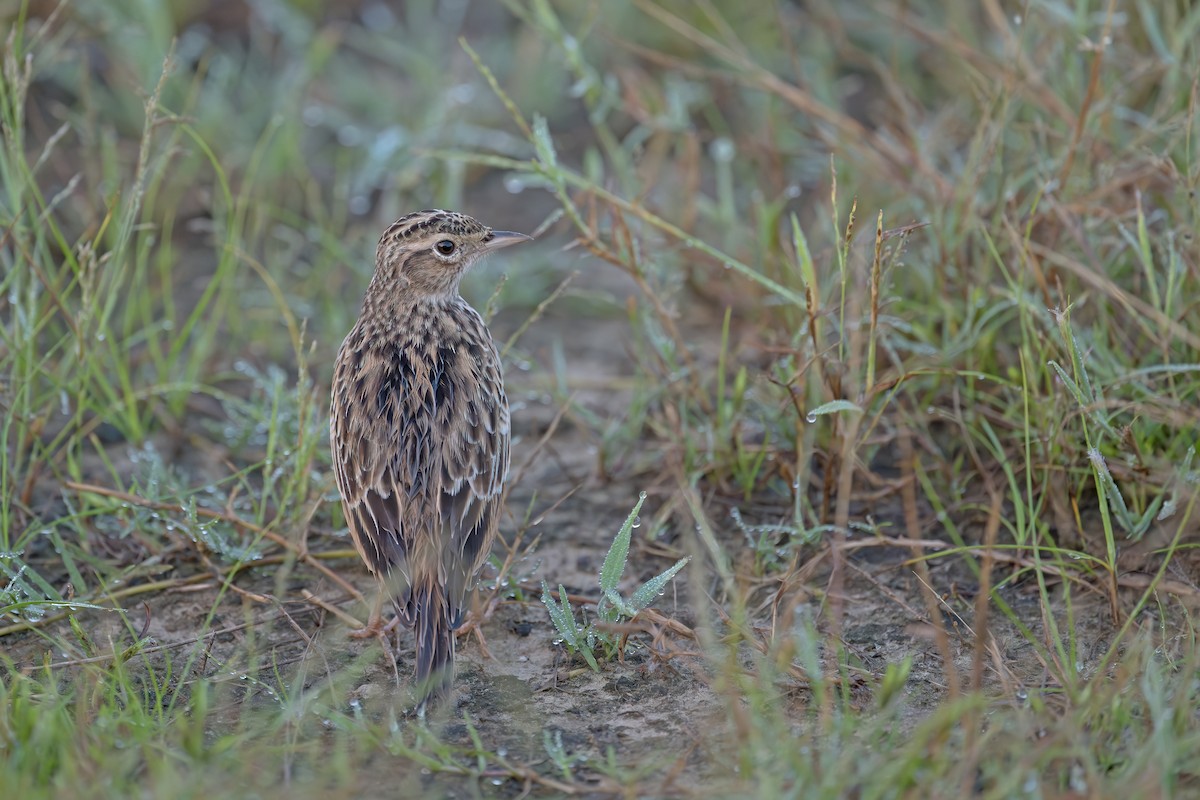 Oriental Skylark - Arijit Banerjee