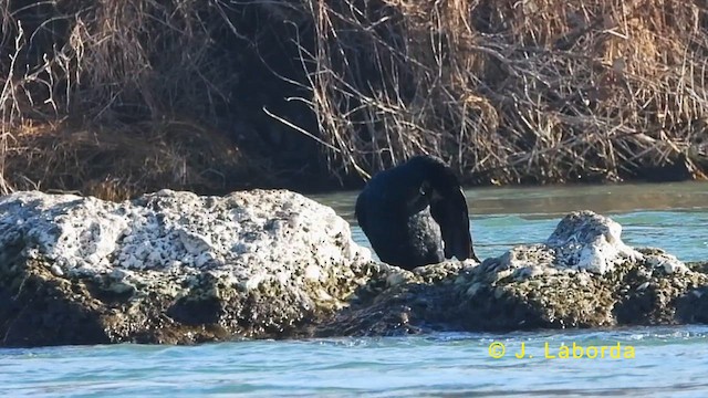 Great Cormorant - ML624020074