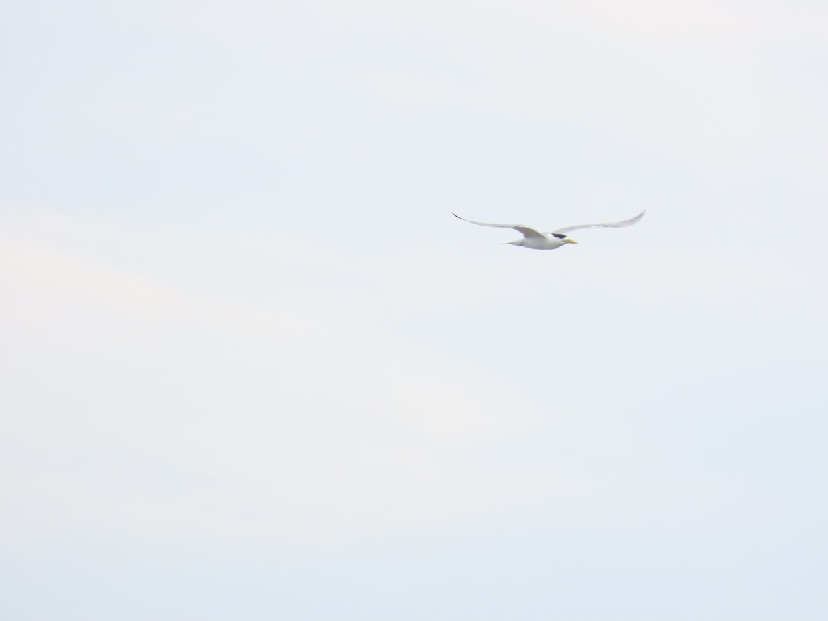 Great Crested Tern - 韋勳 陳