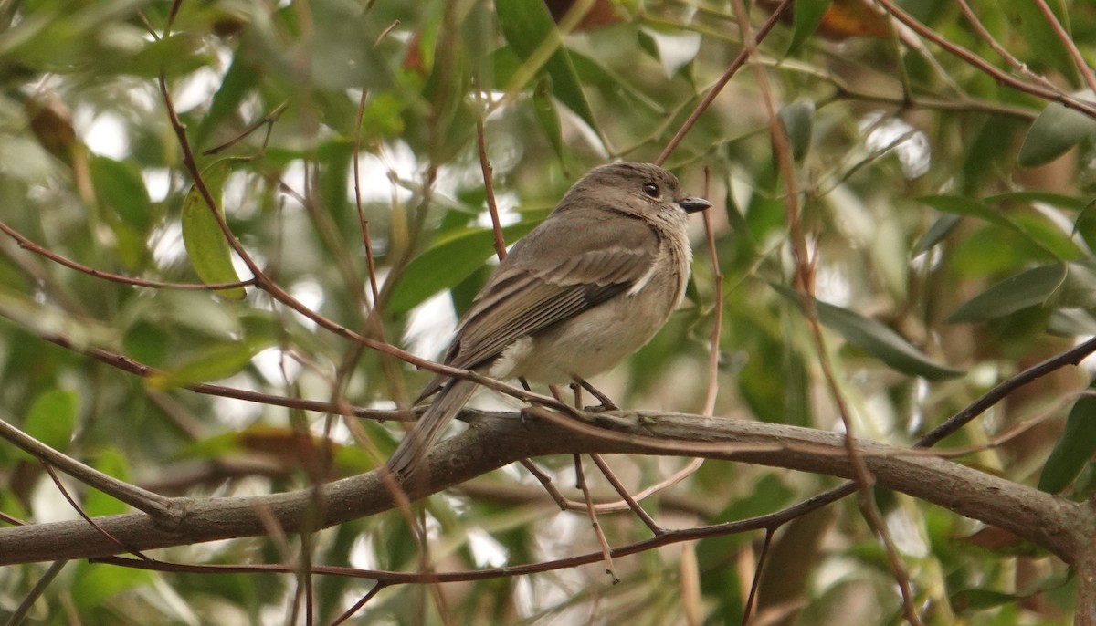 Golden Whistler - Rae Nunan