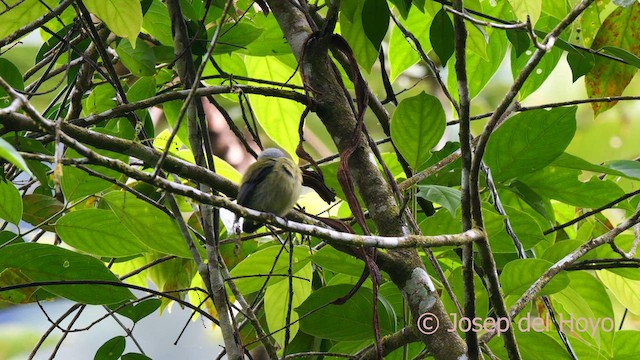 Manakin à tête blanche - ML624020104