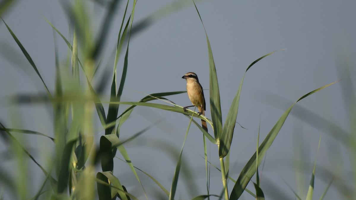 Brown Shrike - ML624020105