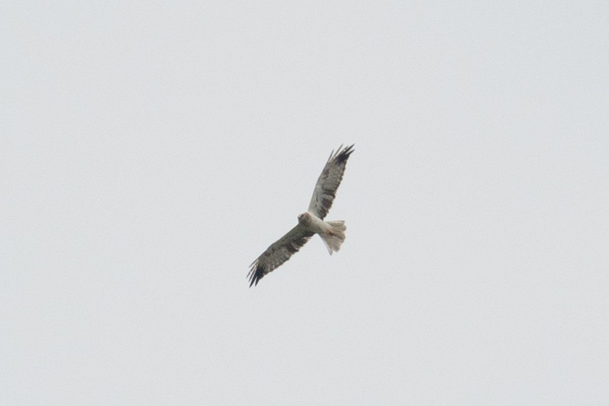 Eastern Marsh Harrier - ML624020141