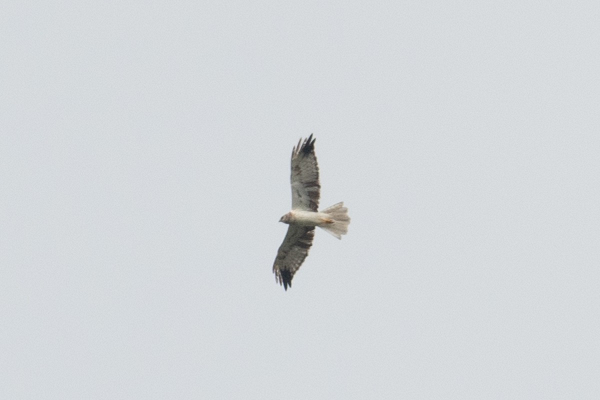 Eastern Marsh Harrier - ML624020142