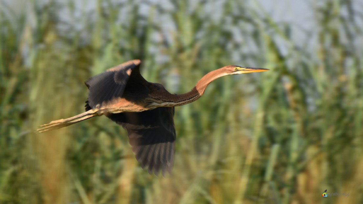 Purple Heron - ML624020156