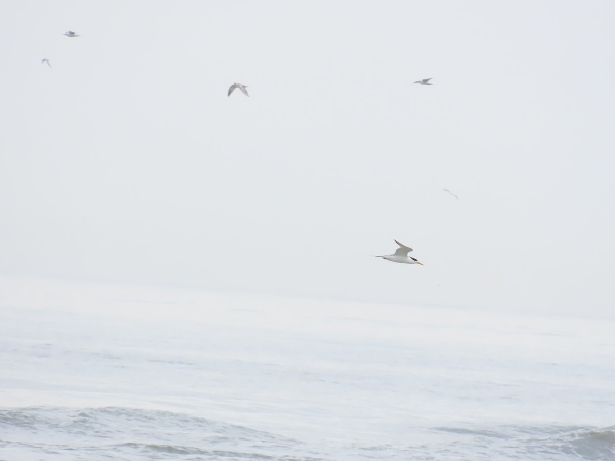 Great Crested Tern - 韋勳 陳