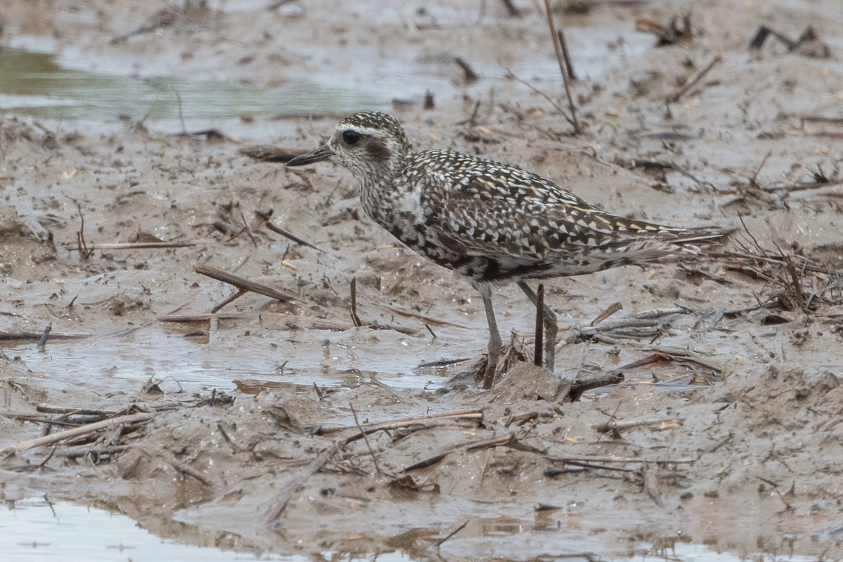 Tundra-Goldregenpfeifer - ML624020182