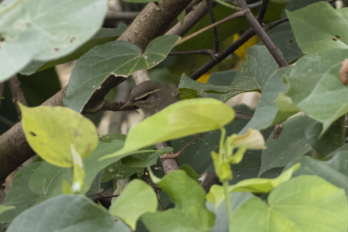 Dusky Warbler - ML624020183