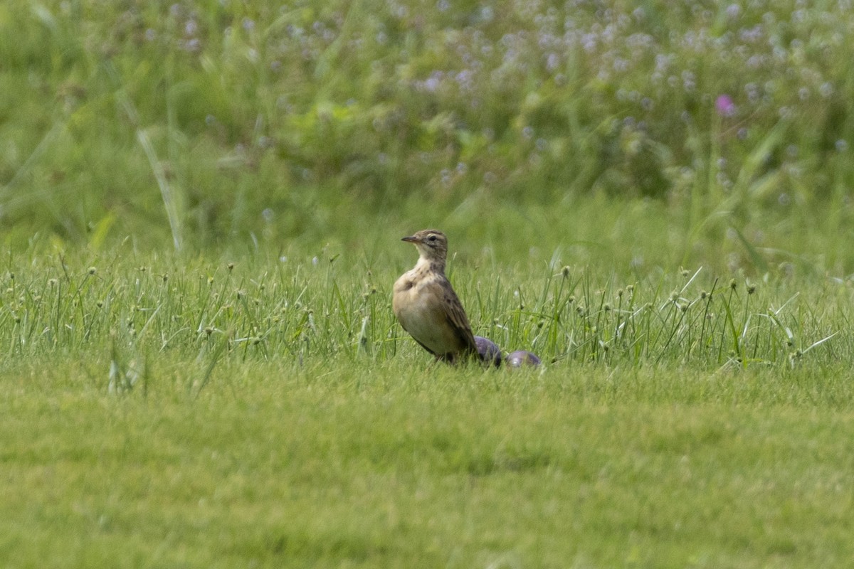 Pipit de Richard - ML624020189