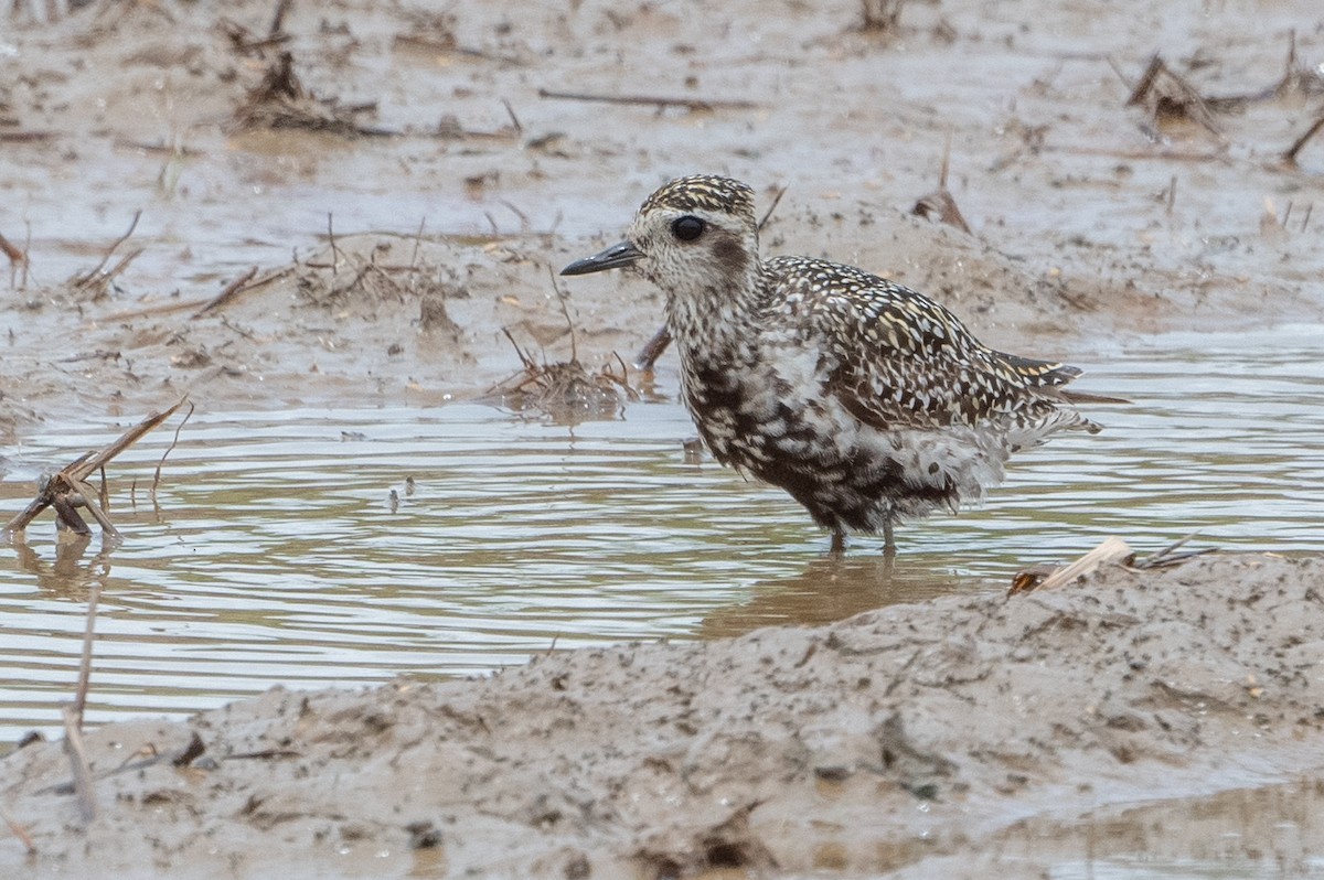 Pacific Golden-Plover - ML624020195