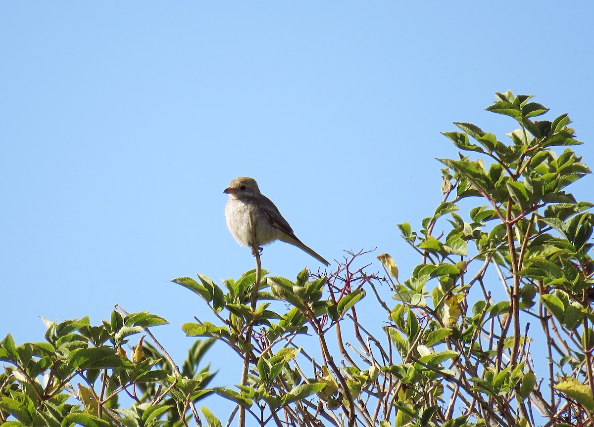 Woodchat Shrike - ML624020203