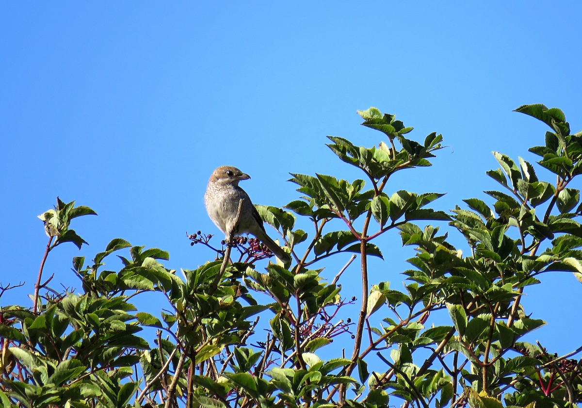 Woodchat Shrike - ML624020204