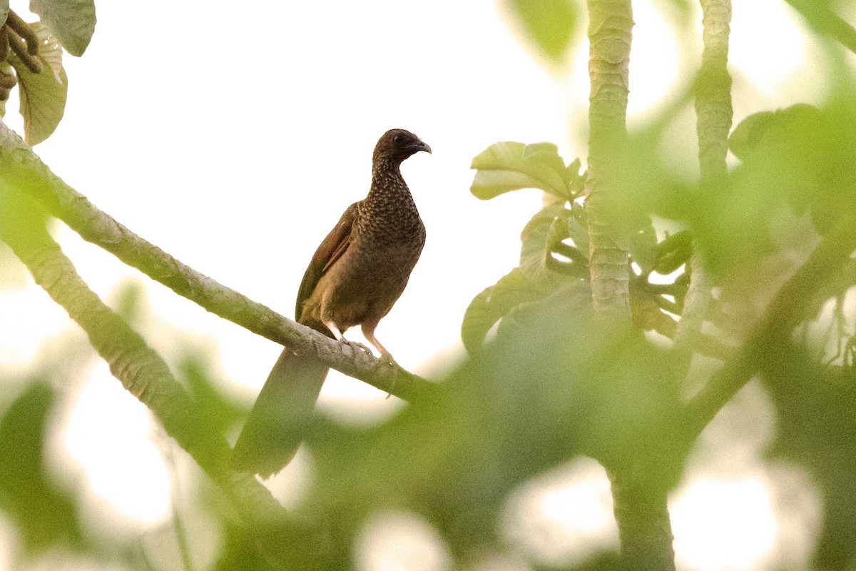 Chachalaca Moteada - ML624020206