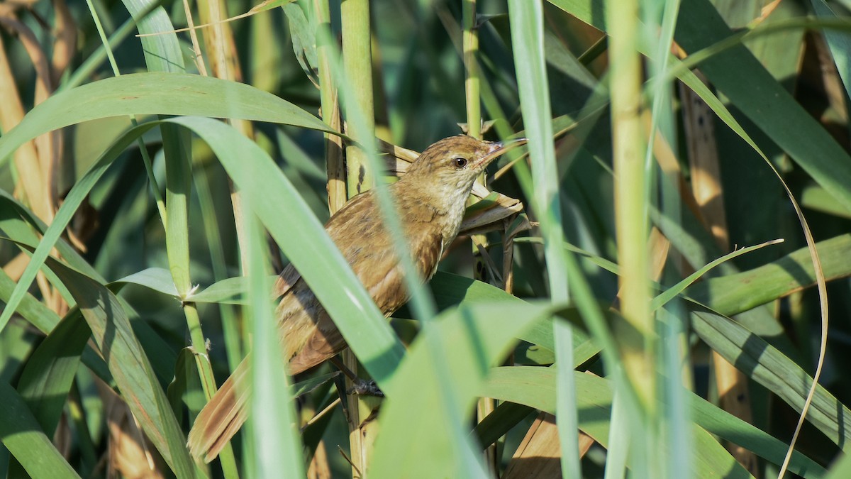 Clamorous Reed Warbler - ML624020215