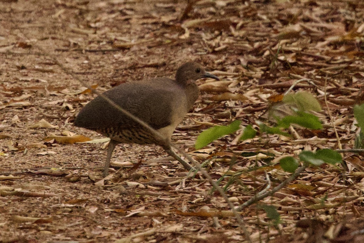 Undulated Tinamou - ML624020225