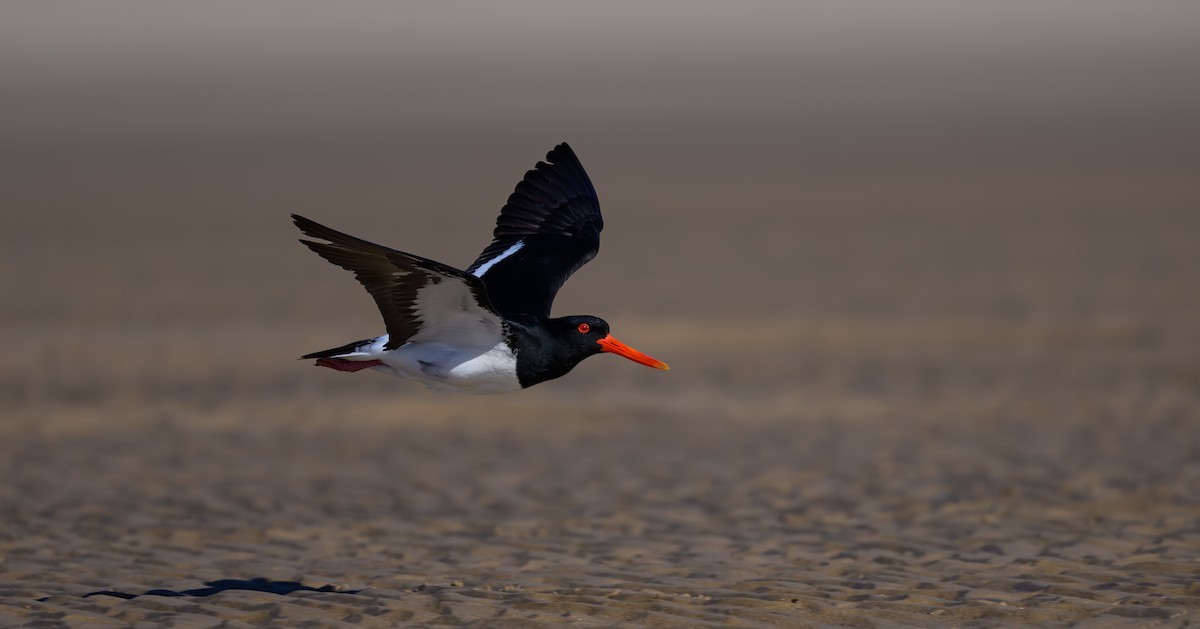 Pied Oystercatcher - ML624020230