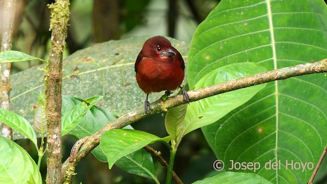 Silver-beaked Tanager - ML624020244