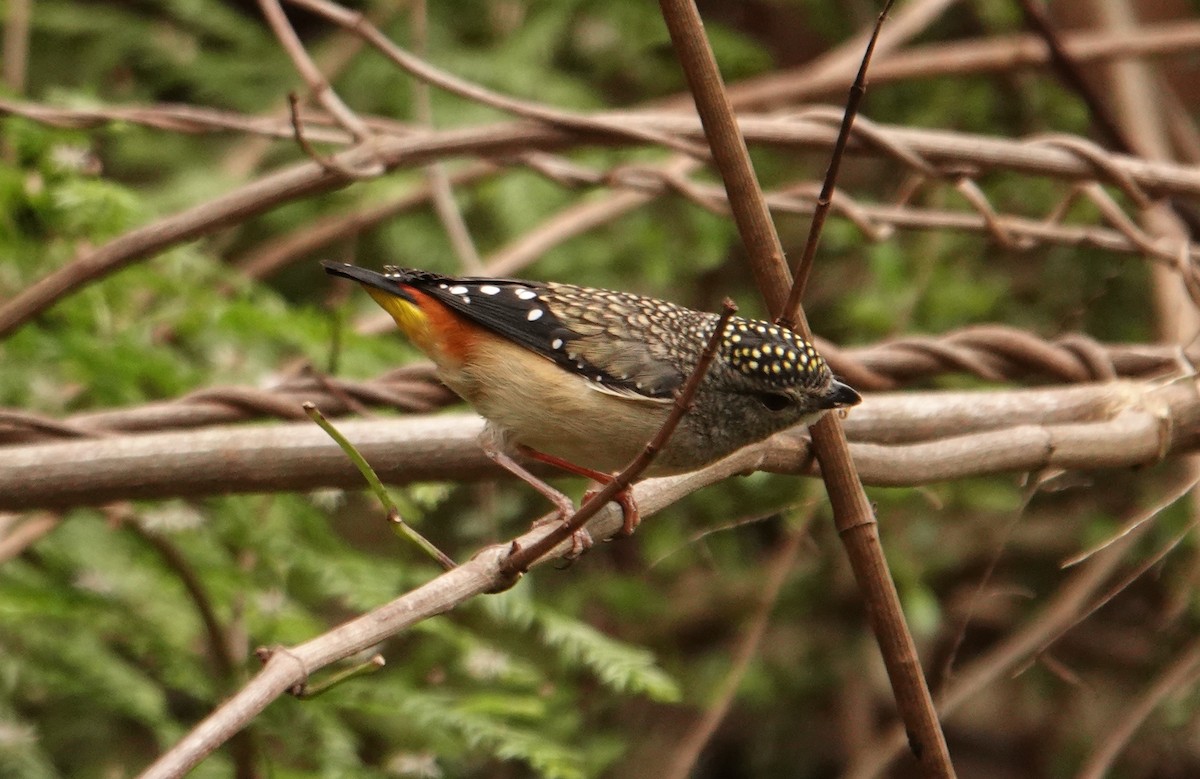 Pardalote pointillé - ML624020247